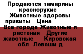 Продаются тамарины краснорукие . Животные здоровы привиты › Цена ­ 85 000 - Все города Животные и растения » Другие животные   . Кировская обл.,Леваши д.